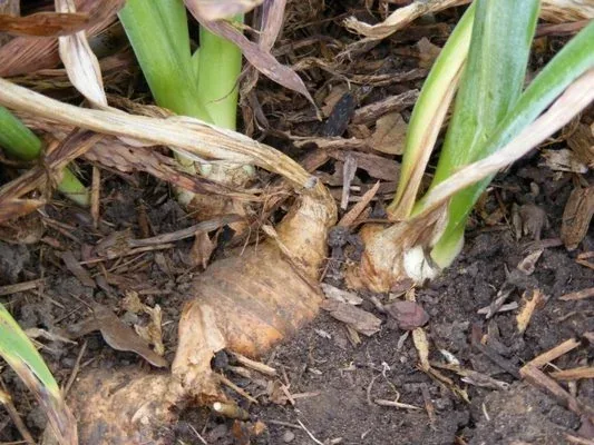 Exposed Iris rhizomes