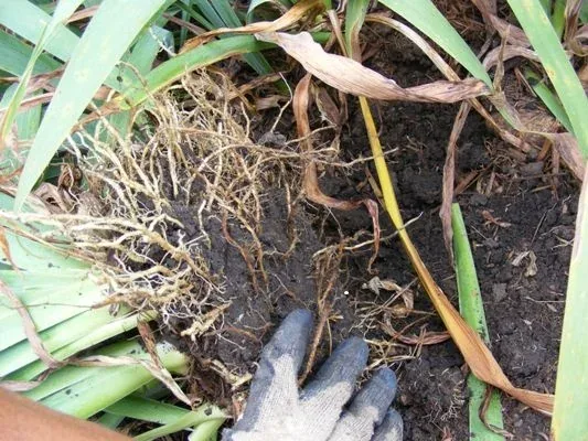 Gently remove the soil around the rhizomes