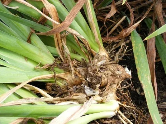 Large old clump to discard