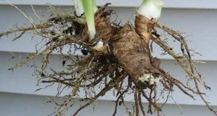 Perfect clump to replant