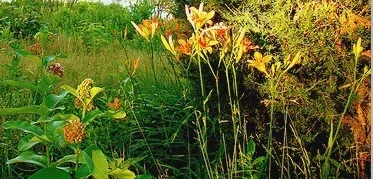 Drought tolerant garden by Karen Cox