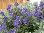 Blue Mist Caryopteris by Patrick Standish