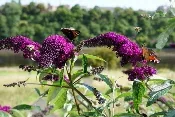 Butterfly Bush by Karen Bryan