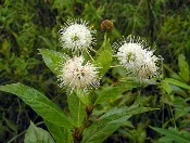 Buttonbush by Gabriel Hurley