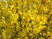 Forsythia Mimosa by phileole