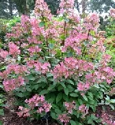 hydrangea paniculata Early Sensation by Lenora Enking