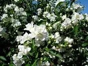 Mock Orange by Daryl Mitchel