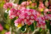 Candy Link Mountain laurel by Eric Kilby