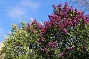 Lilacs