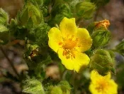 Potentilla by Matt Lavin