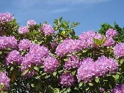 Rhododendron by Kalle Scharlund