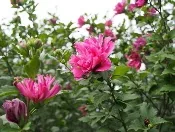 Rose of Sharon by FD Richards