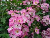 Shrub Roses by T Kiya