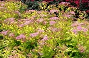 Spirea Lemon Princess by Drew Avery