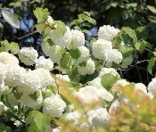 Viburnum by Tanaka