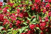Weigela by Lee Ruck