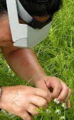 Hand Pollinate