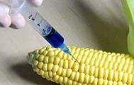 GMO Corn