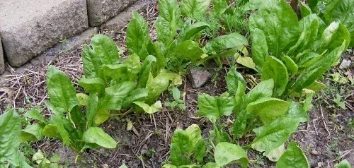 Spinach by Midwest Gardening