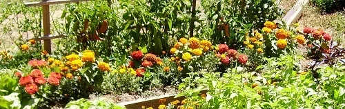 Companion Plant