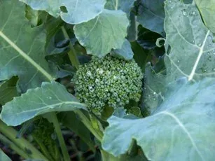 Broccoli by Midwest Gardening