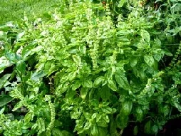 Basil by Midwest Gardening