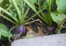 Purple Radish by Midwest Gardening
