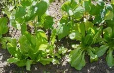 Leaf Lettuce by Midwest Gardening