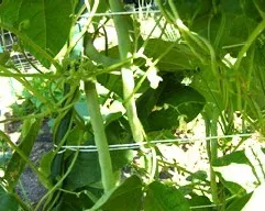 Green Beans by Midwest Gardening