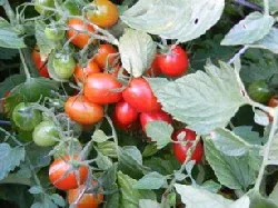 Grape Tomato by Midwest Gardening