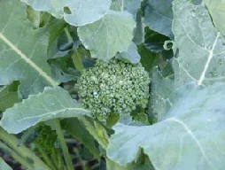 Broccoli by Midwest Gardening