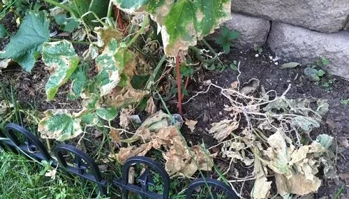 Cleanup Veg Garden by Midwest Gardening
