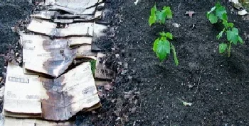 Layered mulch garden by Fire on the Hill