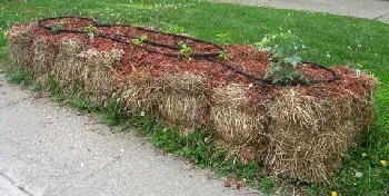 Straw Bale Garden by Kirsten Skiles