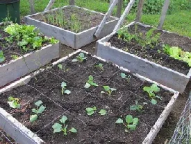 Square Foot Garden by Dale Calder