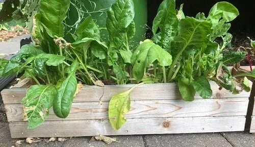 Spinach trough planter by Midwest Gardening