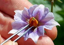 Controlled Pollination by Rebsie Fairholm