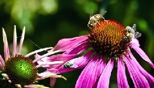 Open pollinated perennial by Neil Moralee