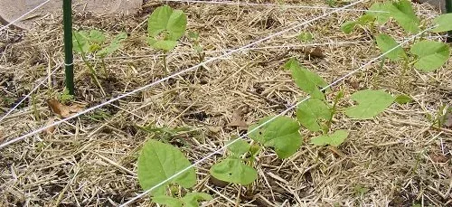Veggie garden mulch by Midwest Gardening