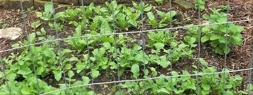 Salad Greens by Midwest Gardening
