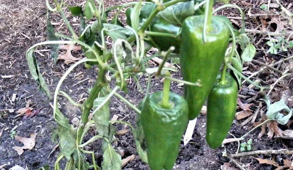 Green peppers hanging from a pepper plant in a garden bed
