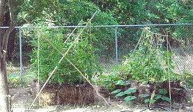 Straw Bale Trellis by Scot SM