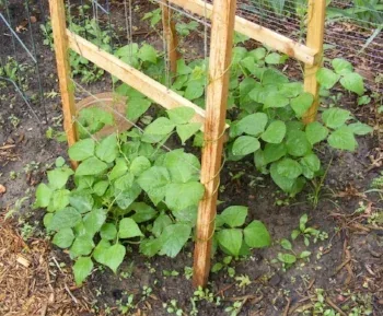 Pole Beans Trellis