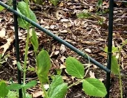 Pea tendrils