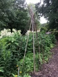 Tree limb trellis by Midwest Gardening