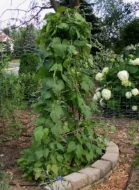 Cedar and Twine Hinged trellis by Midwest Gardening