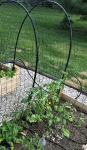 Hoop Trellis