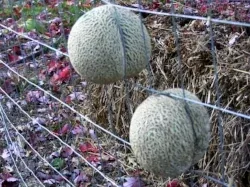 melons wedged in fence