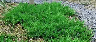 Blue Pacific Juniper groundcover