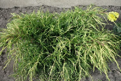 Gold Coast Juniper by Daryl Mitchell